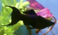 /album/hs-peixes-ornamentais/molinesia-lira-preta-jpg/